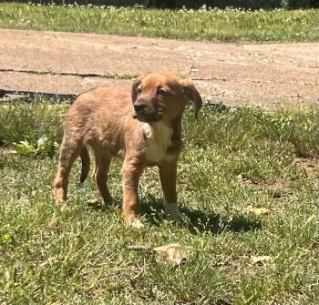 Beagle Dogs Available for Adoption in Medfield, Massachusetts - Yvonne | PetCurious