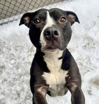 Pit Bull Terrier Dogs Available for Adoption - Brant | PetCurious