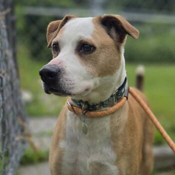 Tanner -  Mixed Breed Dog for Adoption in Pittsford, Vermont - Tanner | PetCurious