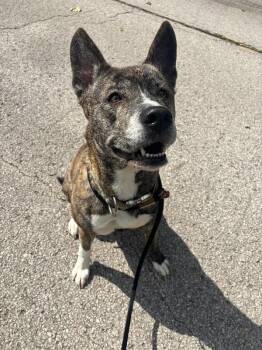 Nova -  Akita and Husky Dog for Adoption in Saint Charles, Missouri - Nova | PetCurious