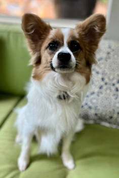 Rescue Papillon Dogs for Adoption in Sandy Springs, Georgia - Clem | PetCurious