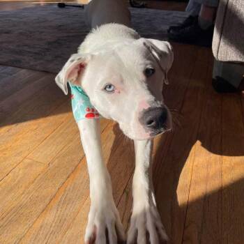Oso -  Mixed Breed Dog for Adoption in Jeffersonville, Indiana - Oso | PetCurious
