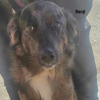 Benji -  Mixed Breed and Australian Shepherd Dog for Adoption in Ballston Spa, New York - Benji | PetCurious