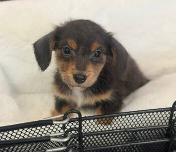 Gus -  Miniature Dachshund Dog for Sale in Morrow, Ohio - Gus | PetCurious