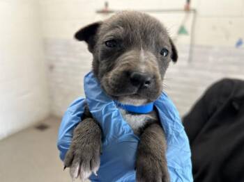 Pit Bull Terrier Dogs Available for Adoption in San Bernardino, California - BADU | PetCurious