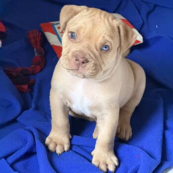 Kikkoman Soy Sauce -  Bulldog Dog for Adoption in Grafton, Ohio - Kikkoman Soy Sauce | PetCurious