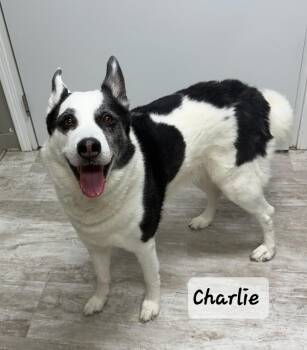 Husky Dogs Available for Adoption in Urbana, Ohio - Charlie | PetCurious