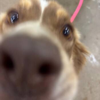 Caterpillar -  Australian Shepherd Dog for Adoption in Corbin, Kentucky - Caterpillar | PetCurious
