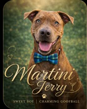 Martini Jerry -  American Staffordshire Terrier and Labrador Retriever Dog for Adoption in Farmington, Missouri - Martini Jerry | PetCurious