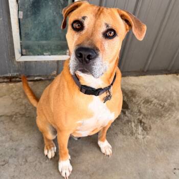 Rescue Hound Dogs for Adoption in Pineville, Missouri - Jimmy | PetCurious