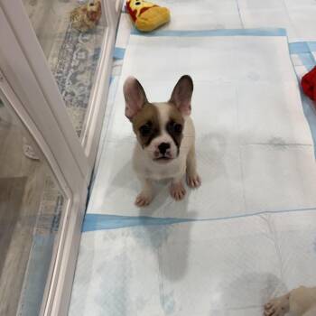 Hershey -  Chihuahua and Mixed Breed Dog for Adoption in Sacramento, California - Hershey | PetCurious