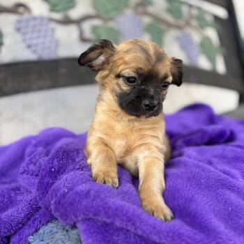 Spaniel and Pug Dogs Available for Adoption in Seal Beach, California - Aspen | PetCurious