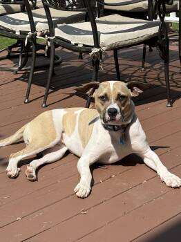 Rescue Boxer and Terrier Dogs for Adoption in Plainfield, Illinois - Albert | PetCurious