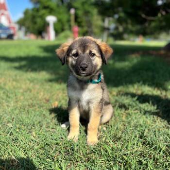Aries--In Foster -  Shepherd and Mixed Breed Dog for Adoption in Fargo, North Dakota - Aries--In Foster | PetCurious