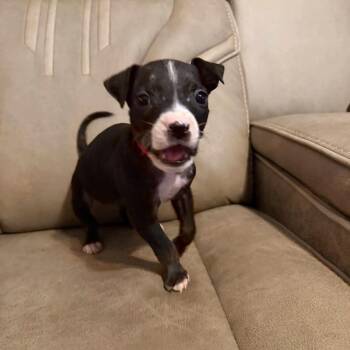 Alexander Hamilton -  Mixed Breed Dog for Adoption in Buford, Georgia - Alexander Hamilton | PetCurious
