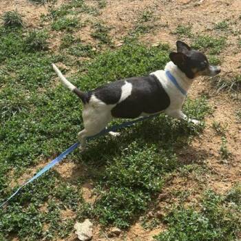 Cassie -  Dachshund and Chihuahua Dog for Adoption in Cookeville, Tennessee - Cassie | PetCurious