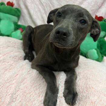 Wila -  Mixed Breed Dog for Adoption in Riverwoods, Illinois - Wila | PetCurious