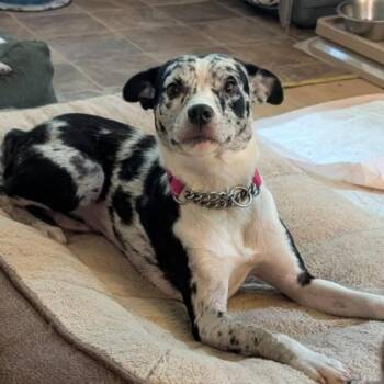 CT Panda -  Australian Shepherd Dog for Adoption in Stormville, New York - CT Panda | PetCurious