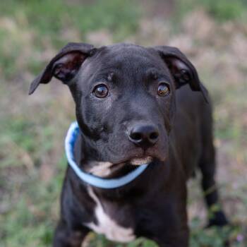 Murray -  Pit Bull Terrier and French Bulldog Dog for Adoption in Pflugerville, Texas - Murray | PetCurious