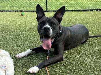 Toulouse -  Pit Bull Terrier and Mixed Breed Dog for Adoption in Woodbury, Minnesota - Toulouse | PetCurious