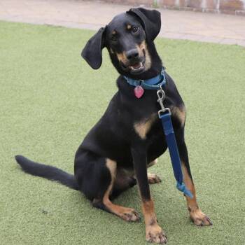 AK0130 Dallas -  Black And Tan Coonhound Dog for Adoption in Port Washington, New York - AK0130 Dallas | PetCurious