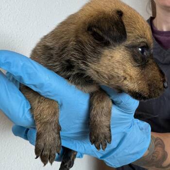 Fern (FTF Only) -  Mixed Breed Dog for Adoption in Laramie, Wyoming - Fern (FTF Only) | PetCurious