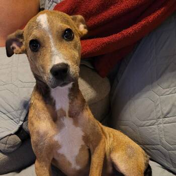 Olive -  Mixed Breed Dog for Adoption in Summerville, South Carolina - Olive | PetCurious