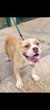 ZINA & PIG -  American Bully Dog for Adoption in Newborn, Georgia - ZINA & PIG | PetCurious