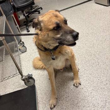 Odin -  Anatolian Shepherd Dog for Adoption in Reno, Nevada - Odin | PetCurious
