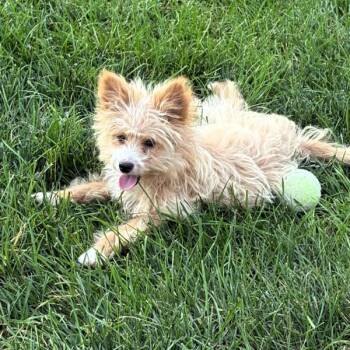 Daisy -  Miniature Poodle Dog for Adoption in Des Moines, Iowa - Daisy | PetCurious