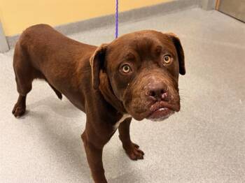 Boxer and Labrador Retriever Dogs Available for Adoption - COUNT CHOCULA | PetCurious