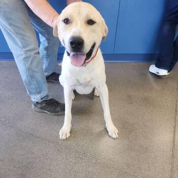 Carolyn -  Labrador Retriever and Great Pyrenees Dog for Adoption in Kingman, Arizona - Carolyn | PetCurious