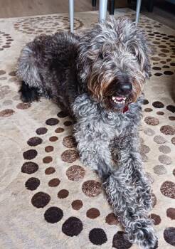 Louna -  Standard Poodle and Labrador Retriever Dog for Adoption in London, Ontario - Louna | PetCurious