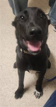 Raven - URGENT -  Border Collie and Labrador Retriever Dog for Adoption in Thousand Oaks, California - Raven - URGENT | PetCurious