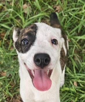 Roxy, Warm, Comical. A D O R A B L E -  Labrador Retriever and Rat Terrier Dog for Adoption in St. Petersburg, Florida - Roxy, Warm, Comical. A D O R A B L E | PetCurious