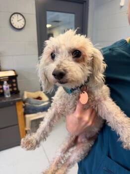 Biggie -  Poodle Dog for Adoption in Greenwood, Mississippi - Biggie | PetCurious