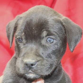 Radio -  Boxer and Black Labrador Retriever Dog for Adoption in Kittanning, Pennsylvania - Radio | PetCurious
