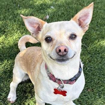 Chihuahua Dogs Available for Adoption in Newport Beach, California - Cheerio | PetCurious