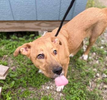 Rose -  Golden Retriever and Labrador Retriever Dog for Adoption in Sedalia, Colorado - Rose | PetCurious