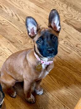 Cattle Dog and Mixed Breed Dogs Available for Adoption in Fort Collins, Colorado - Whimsy | PetCurious