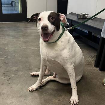 Kilo -  Terrier Dog for Adoption in Tampa, Florida - Kilo | PetCurious