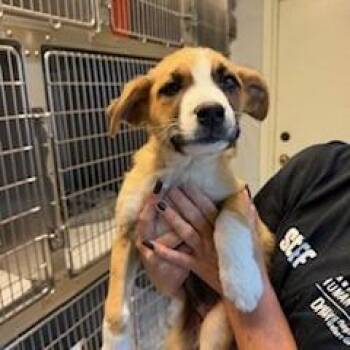 Chevelle -  Mixed Breed Dog for Adoption in Buellton, California - Chevelle | PetCurious