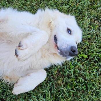 FRED -  Great Pyrenees Dog for Adoption in Louisville, Kentucky - FRED | PetCurious