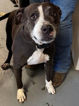 Rescue Pit Bull Terrier Dogs for Adoption in Berea, Kentucky - Jennifer | PetCurious