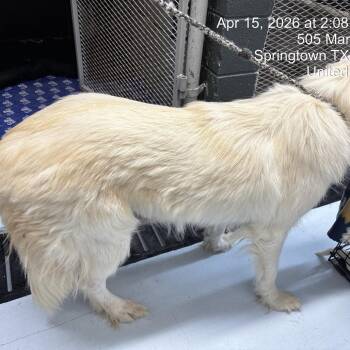 Great Pyrenees Dogs Available for Adoption in Springtown, Texas - Rockies | PetCurious