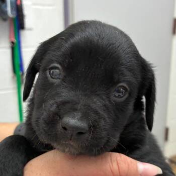 Estelle -  Black Labrador Retriever Dog Available for Adoption in Corpus Christi, Texas - Estelle | PetCurious