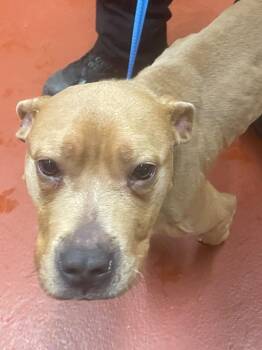 Mixed Breed Dogs Available for Adoption - Maria | PetCurious