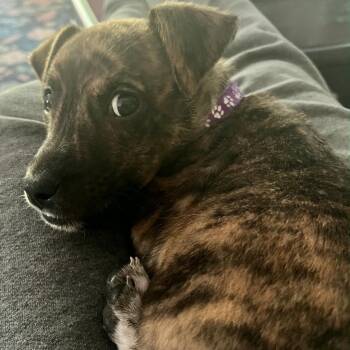 Chihuahua and Pit Bull Terrier Dogs Available for Adoption in Colonial Heights, Virginia - Harper | PetCurious