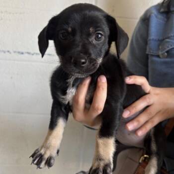 Hayley -  Mixed Breed Dog for Adoption in Springboro, Ohio - Hayley | PetCurious
