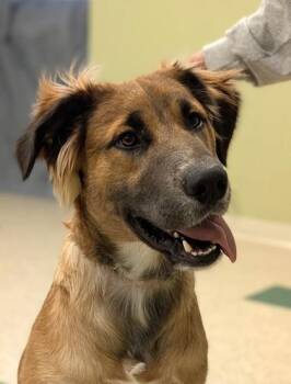 Quincey -  German Shepherd Dog and Mixed Breed Dog for Adoption in Hastings, Nebraska - Quincey | PetCurious